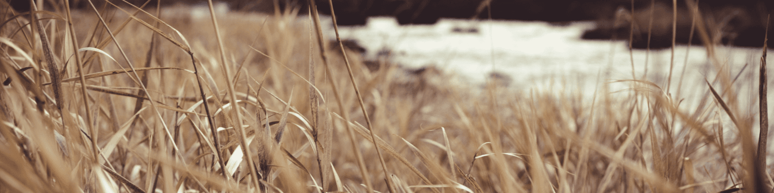 Lughnasadh: celebrare il raccolto e riconoscere la persona che sei diventata