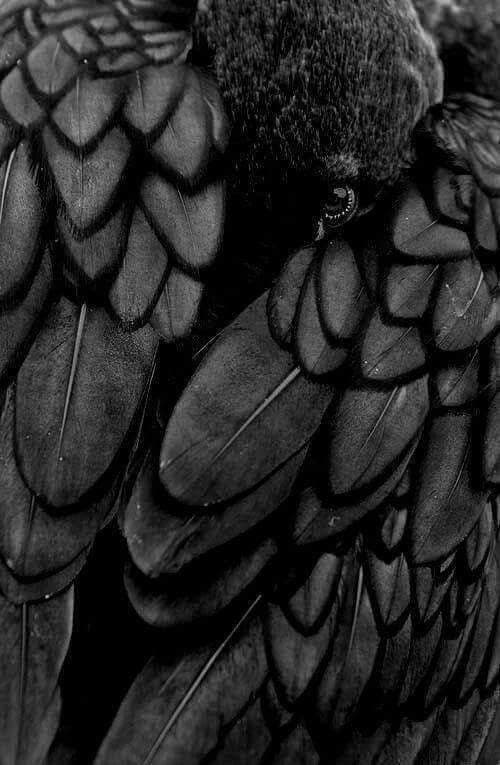 Crow